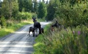Etnedal Ihr Baugrundstück für ein Ferienhaus in traumhafter Lage in Norwegen
 Grundstück kaufen